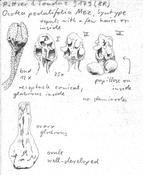 Vorschaubild Ocotea pedalifolia Mez